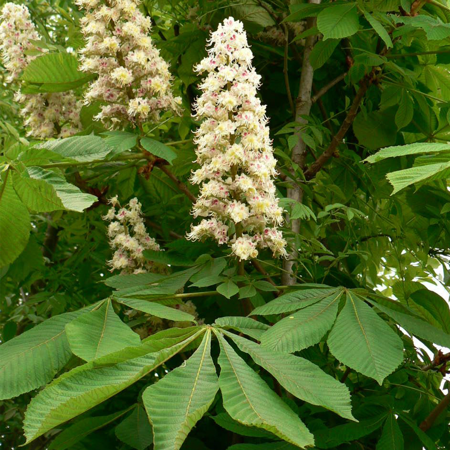 Teltvir&aacute;g&uacute; vadgesztenye Aesculus hipposastanum 'Baumannii'